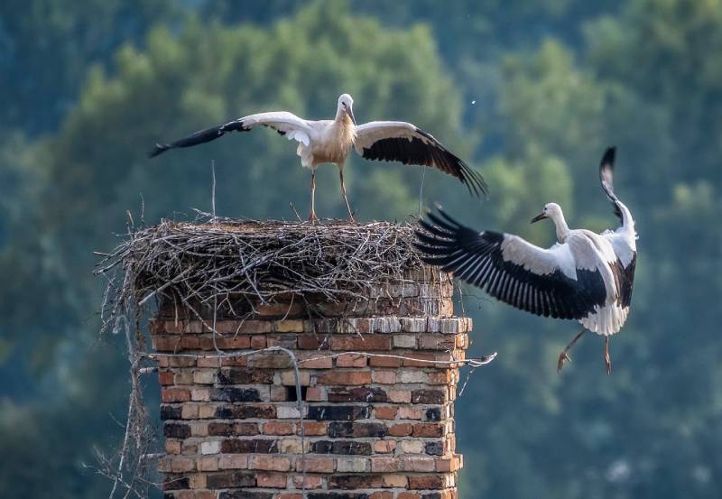 Professional Chimney Animal Removal Services in Woodridge, Illinois